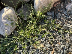 Atriplex prostrata