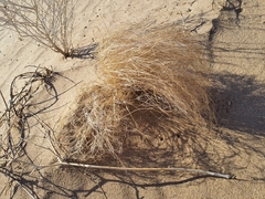 Tidestromia suffruticosa