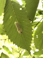Lophocampa caryae