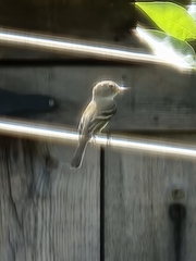 Empidonax