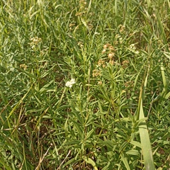 Galium rubioides