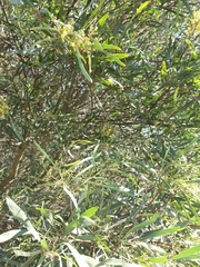 Acacia provincialis