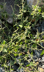 Atriplex prostrata