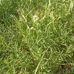 Galium rubioides
