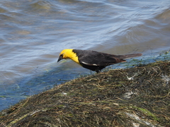 Xanthocephalus xanthocephalus