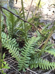 Polypodium appalachianum