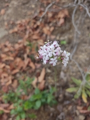 Valeriana