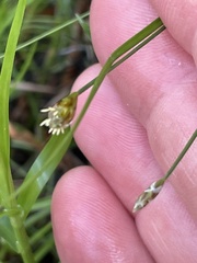 Eleocharis geniculata