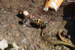 Vespula vulgaris