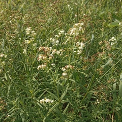 Galium rubioides