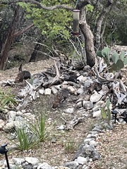 Meleagris gallopavo intermedia