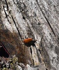 Stictoleptura rubra