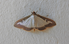 Cydalima perspectalis