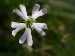 Silene saxifraga
