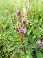 Gentianella amarella