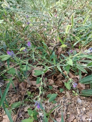 Echium