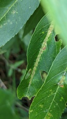 Acalitus brevitarsus