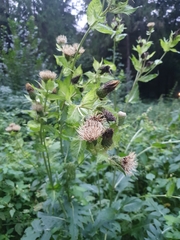 Cirsium oleraceum