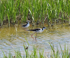 Himantopus mexicanus
