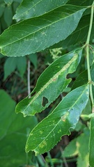 Acalitus brevitarsus