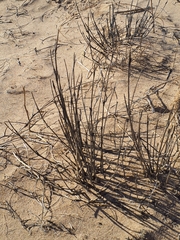 Aristida adscensionis