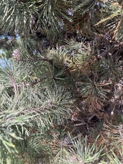 Pinus contorta contorta