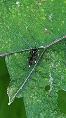Achaius oratorius