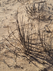 Aristida adscensionis