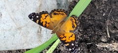 Vanessa virginiensis