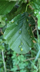 Acalitus brevitarsus