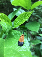 Calopteron terminale