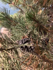 Pinus contorta contorta