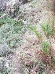 Symphyotrichum subspicatum