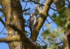 Dryobates nuttallii