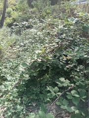 Rubus ulmifolius
