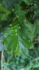 Acalitus brevitarsus