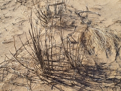 Aristida adscensionis