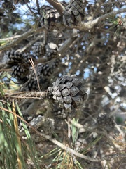 Pinus contorta contorta