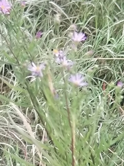 Symphyotrichum subspicatum