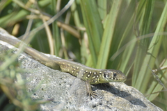 Lacerta schreiberi