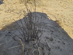 Aristida adscensionis