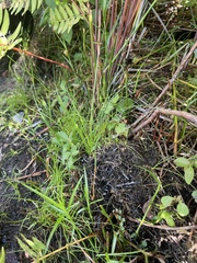 Eleocharis geniculata