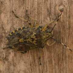 Rhaphigaster nebulosa