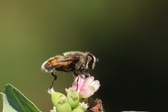 Eristalis anthophorina