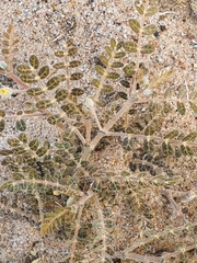 Kallstroemia californica