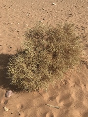 Zilla spinosa