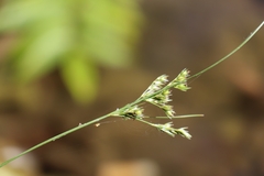 Juncus tenuis
