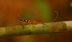 Anolis osa