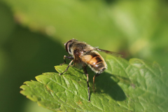 Eristalis anthophorina