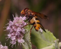 Volucella inanis